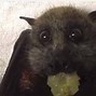 Image result for Funny Cute Bats