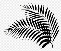 Image result for Palm Tree Leaf Black and White