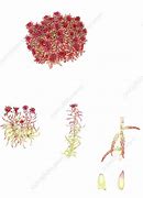 Image result for Bog Moss Drawing