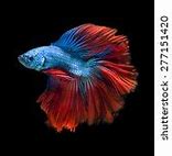 Image result for Red Fighting Fish