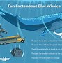 Image result for Largest World Biggest Whale