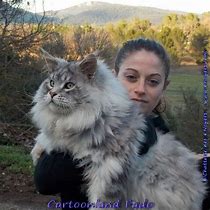 Image result for Domestic Largest Maine Coon Cat