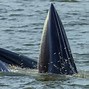 Image result for Whale Food Chain