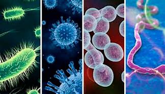 Image result for infeccios9