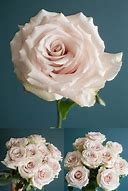 Image result for Champagne Rose Variety