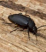 Image result for Black Beetle Like Bug