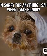 Image result for Funny Animal Pets Memes
