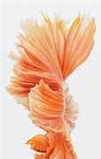 Image result for iPhone 6s Plus User Manual PDF