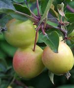 Image result for Brab Apple Tree