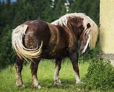 Image result for Italian Horse Breeds