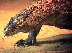 Image result for Komodo Dragon Dinosaur Ancestor