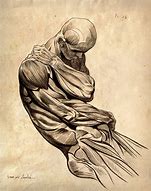 Image result for Vintage Anatomy Muscle