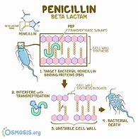 Image result for Antibiotics with Penicillin