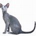 Image result for Egyptian Cat Names