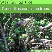 Image result for Crocodile WTF Fun Facts