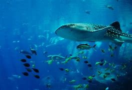 Image result for Shark Cage Diving Tour