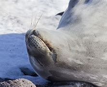 Image result for Happy Seal Meme