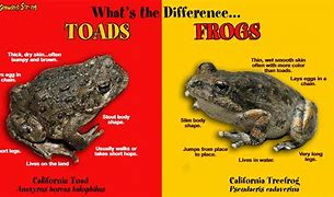 Image result for Frog and Toad We Must Stop Eating