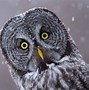 Image result for owl