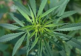 Image result for cannabis_ruderalis