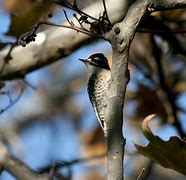 Image result for Picoides Picidae