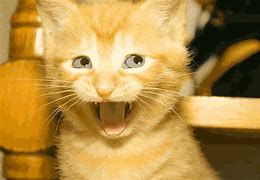 Image result for Yelling Cat GIF