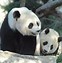 Image result for Nounours Panda