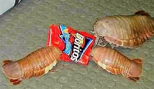 Image result for Silly Isopod