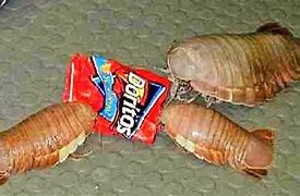 Image result for Isopods Doritoes