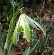 Image result for Galanthus Wifi Insect