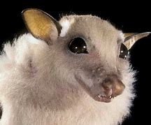 Image result for Albino Fruit Bat