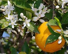 Image result for Blossoming Orange Trees