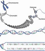 Image result for How Many Genes Are in DNA