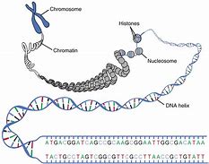 Image result for DNA versus Chromosome