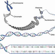 Image result for Cell Nucleus Chromosome Gene DNA