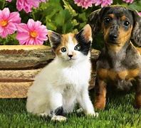 Image result for Cute Puppies and Kittens