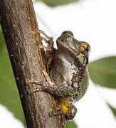 Image result for Oklahoma Tree Frog