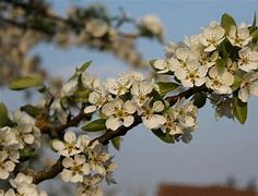 Image result for Pyrus communis Double Flip