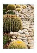 Image result for Desert Landscaping with Cactus
