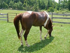 Image result for Paint Horse Names
