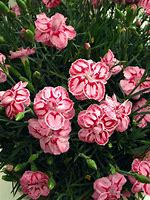 Image result for Dianthus Starburst