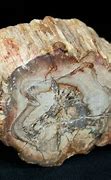 Image result for Petrified Things