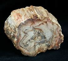 Image result for Petrified Fossils Examples