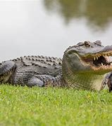 Image result for Alligator Facts Crystal