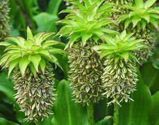 Image result for Eucomis bicolor