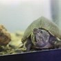 Image result for Diamondback Turtle