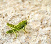 Image result for Cricket Spirit Animal