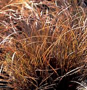 Image result for Carex comans Kupferflamme