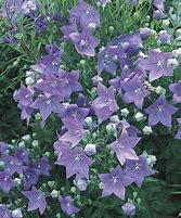 Image result for Lowe's Perennial Plants