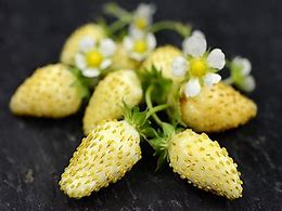 Image result for 10 Strawberries